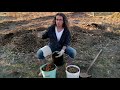 Growing On A Budget Using Horse Manure
