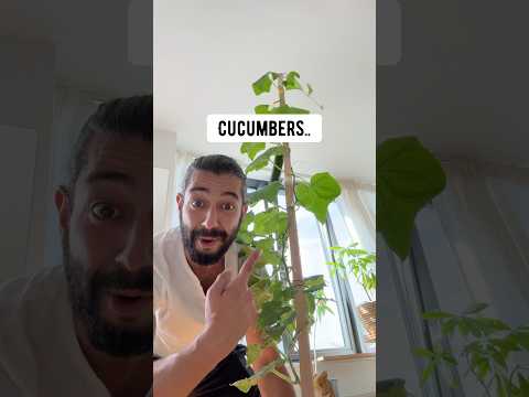 DIY Cucumbers inside an apartment | creative explained