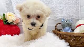 ハーフ犬の動画01