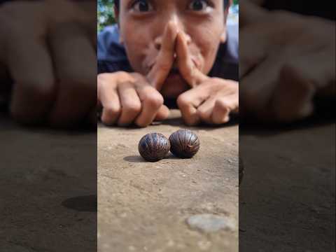 Cute Giant African Pill Millipedes #shortvideo #pillmillipede