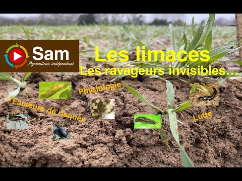 Slugs, the invisible pests.