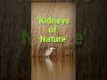 Nature S Kidneys How Wetlands Save Floods Support Life Shorts Pankaj Wetland