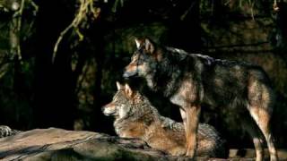 Pur - Zu dir komm' ich immer zurück (Für mein Schatzi)