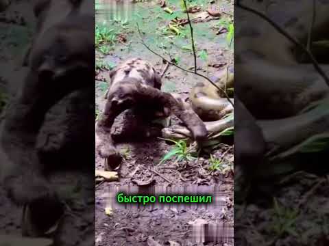 Ленивцы очень недооценены…😱 что может представлять собой это животное?