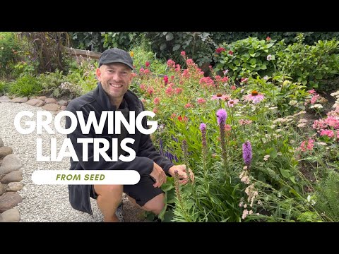Liatris: From Seed to Flower | Perennial Garden