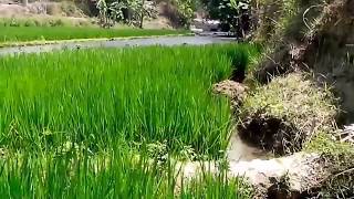 Download lagu Kecapi Suling   Ruh Ki Sunda Instrumental Kacapi Suling mp3