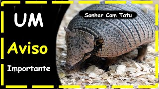 Sonhar Com Tatu significados de sonhar com tatu bola