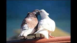 В поднебесье летали голуби