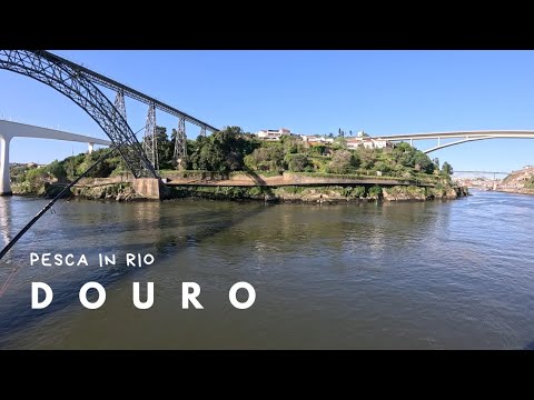 Fishing in Rio - DOURO part 1 - Robalo, the red fish of the Douro River😉