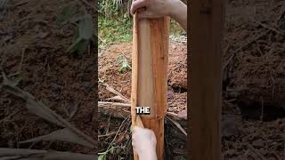 Download lagu Harvesting Cinnamon from Cinnamomum Cassia Tree mp3