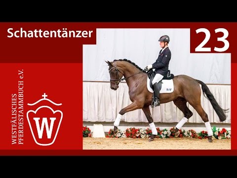 23 Schattentänzer  Wallach v. Schwarzgold/T. -  Lord Loxley