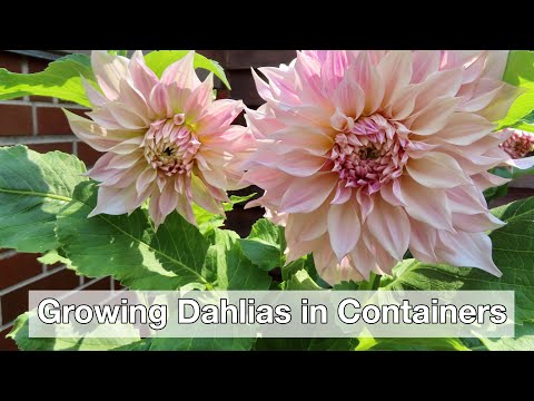 , title : 'Growing Dahlias in Containers | How I Stopped Killing My Dahlias'