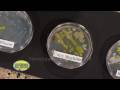 Growing Bacteria - Petri Dish