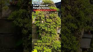 Download lagu The Bigest Coral Stones Pemphis Acidula @therisingofroninbonsai mp3 Download lagu The Bigest Coral Stones Pemphis Acidula @therisingofroninbonsai mp3