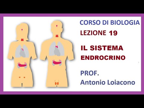 CORSO DI BIOLOGI - Lezione 19 - Il sistema endocrino