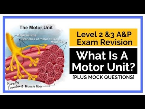 What is a Motor Unit?
