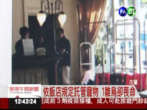 帶鳥住飯店 1雛鳥託管卻死亡