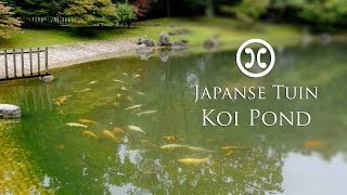 preview picture of video 'Koi Pond - Japanse Tuin Hasselt'