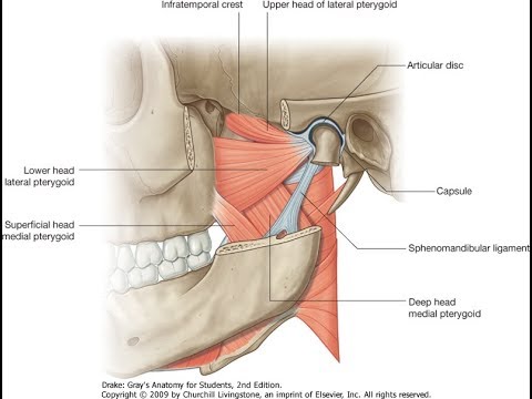 Exercise for the lateral pterygoid, superior head