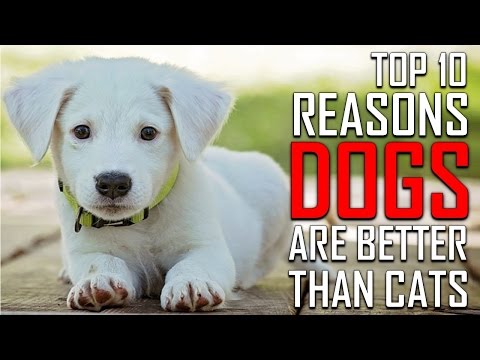 Top 10 Reasons Why Dogs are Better than Cats