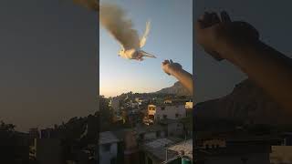 puri duniya k jazbaat ek taraf  Pigeon short video
