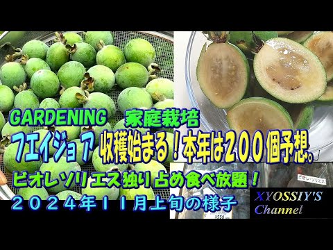  11月に植える果樹はどれですか?おいしい収穫のためのリストをご覧ください!  庭園