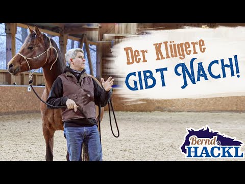 Nachgiebigkeit beim Pferd - So geht's! | Bernd Hackl erklärt! 🐴