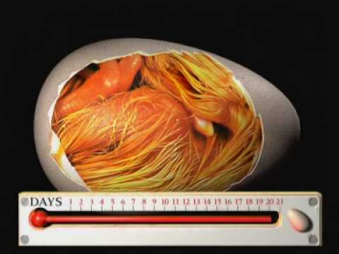 Die Entwicklung vom Ei zum Küken