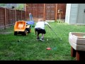 Joshua Playing Golf 3 1 2 Years Old