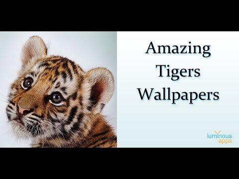 Amazing Tigers Wallpapers Video