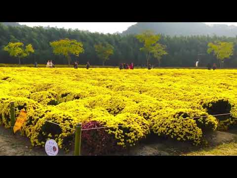 171029 국화꽃 향기 가득