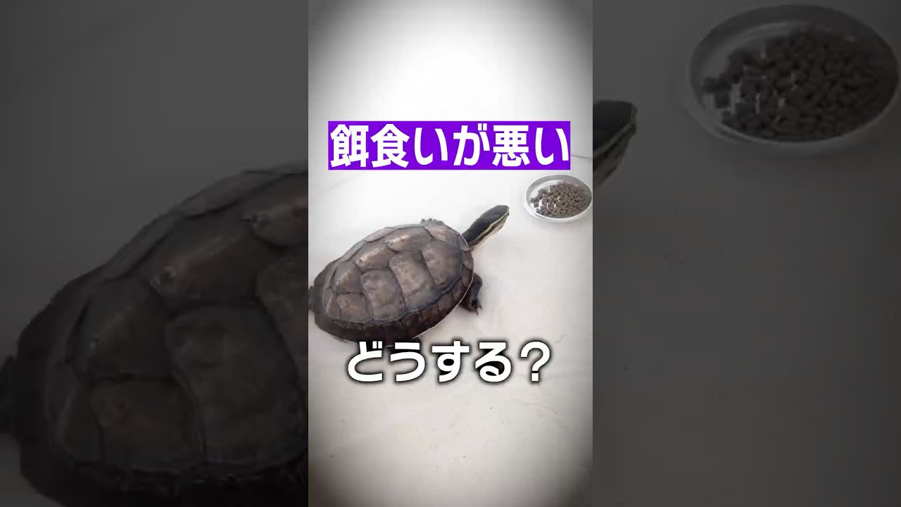 【亀飼育】エサ食いが悪いときの原因と対策は？ストレス？保温不足？【カメ】