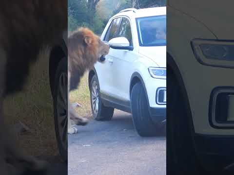 Lion charges scared tourist in car 😮