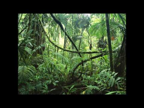 Santo Daime - Oracao: 1. Examine a conscienca