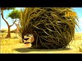 Twister Leon The Lion Big Compilation Crazy Animals
