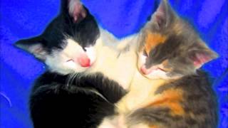 Vero Amore Your Song