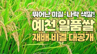 CJ햇반도 인정한 예천 명품쌀의 재배 비결! 비료 노하우 대공개
