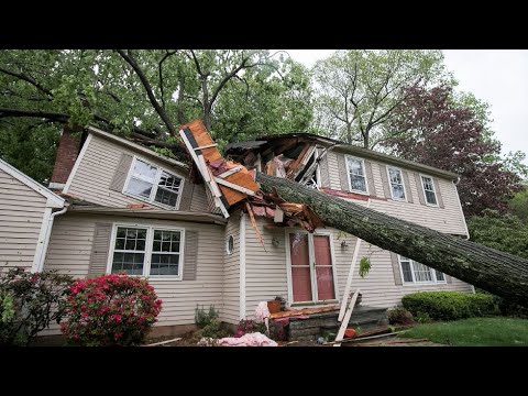 Dangerous Idiots Tree Felling Fails With Chainsaw - Heavy Big Removal Fails Tree Falling On Houses
