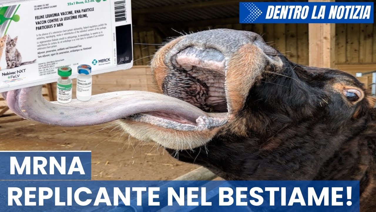 Veterinario lancia l'allarme: animali vaccinati con mRNA, rischio prioni che oltre a diffondersi...