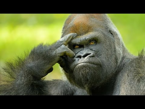 СЕРЬЕЗНЫЕ ОТВЕТЫ НА ГЛУПЫЕ ВОПРОСЫ ОБ ЭВОЛЮЦИИ