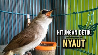 Download lagu trucukan gacor ROPEL PANJANG buat pancingan trucukan agar bunyi JADIKAN burung trucuk gacor EMOSI mp3