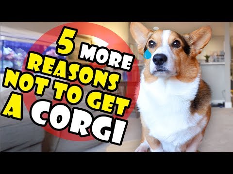 5 More Reasons Why You Should NOT Get a Corgi Puppy || Extra After College