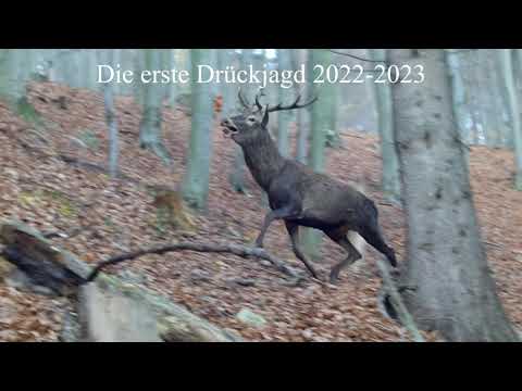 Driven Hunt 3-Drückjagd 3-Best shots-End of Season 2022