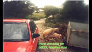 The Reverend Horton Heat - Love Whip.wmv