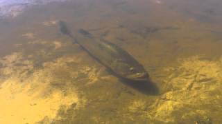 preview picture of video 'Largemouth Bass (Micropterus salmoides)'