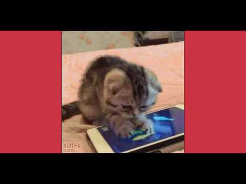 Cats and humans are the best combination to have part 2😙