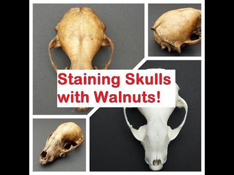 How to Make a Walnut Stain for Skulls and Bones