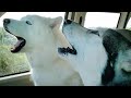 Mad Malamute Yells About Sending PeeMail