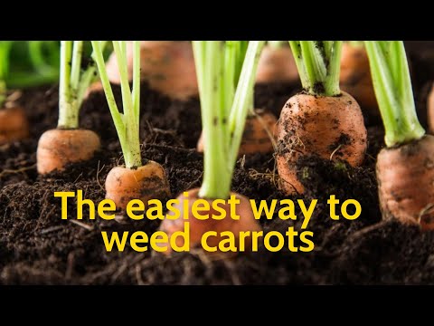 Facts of Hass Avocado Market Kenyan chapter