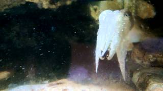 Sepia domestica se avalanza sobre una cangreja de mucho cuidado